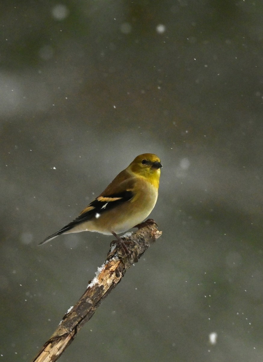 American Goldfinch - ML646256901