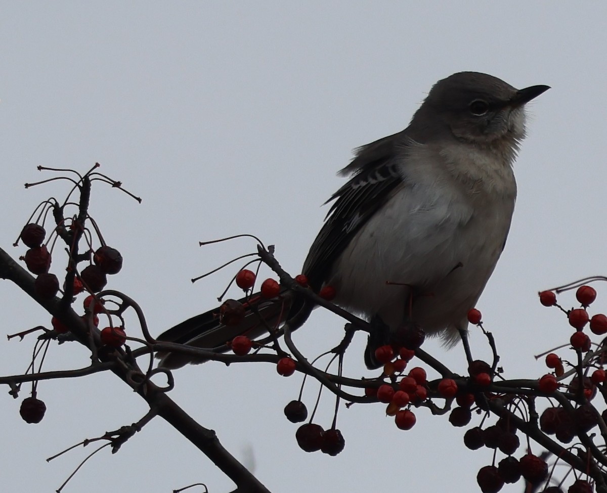 Northern Mockingbird - ML646256905