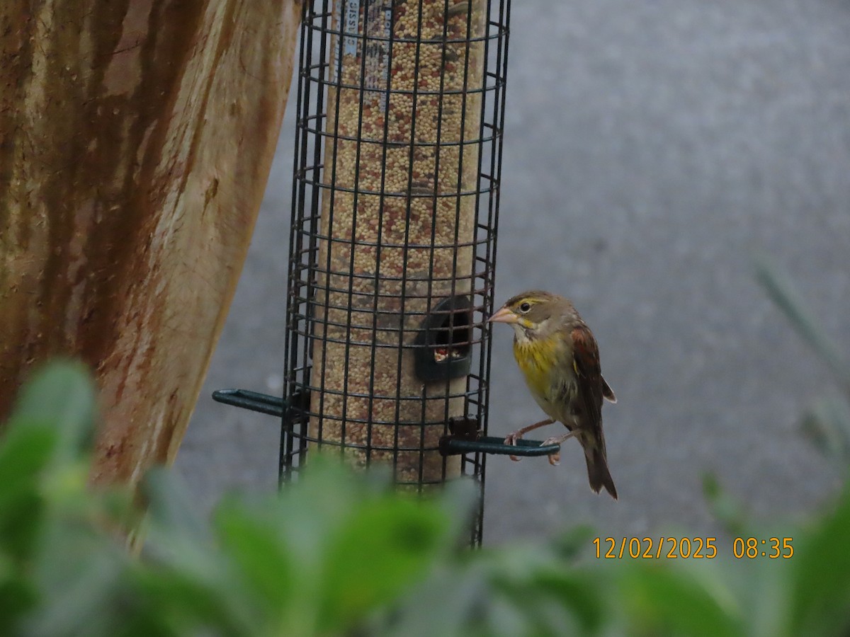 Dickcissel - ML646256913