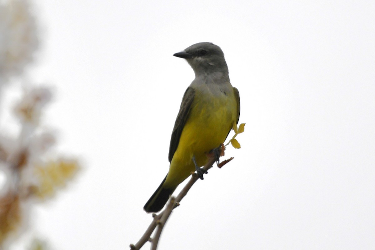 Tirano Occidental - ML646256914