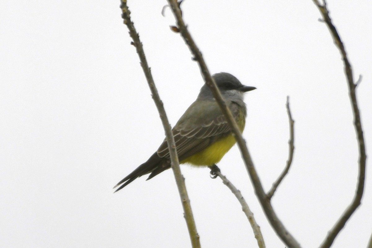 ハシボソタイランチョウ - ML646256923