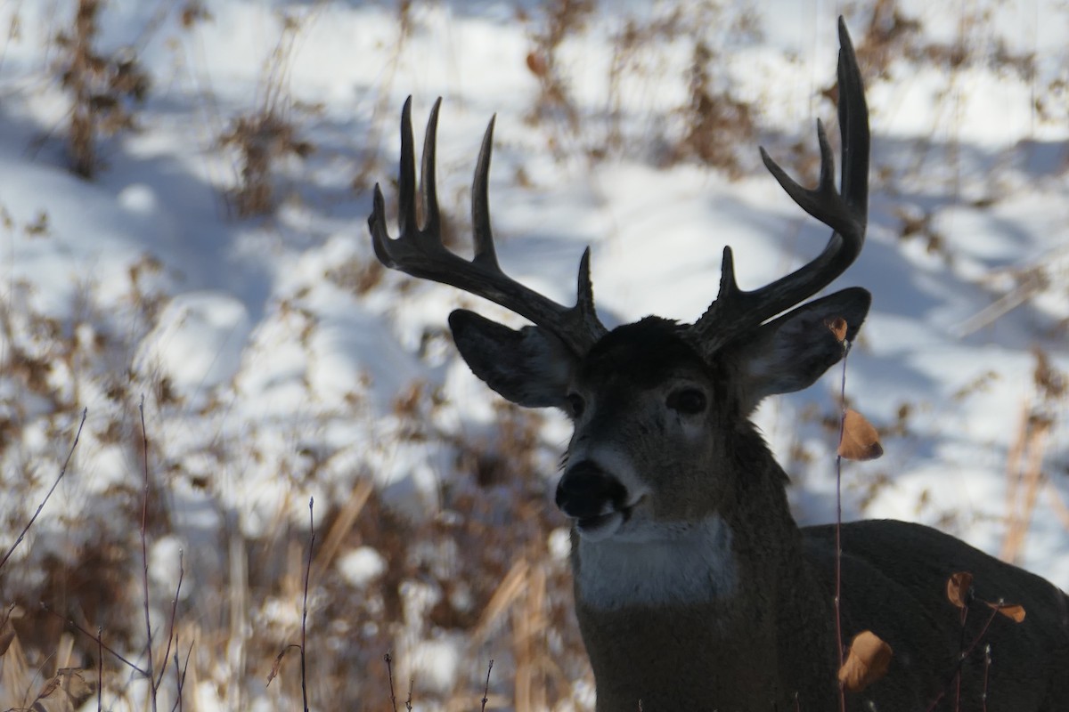 White-tailed Deer - ML646256924