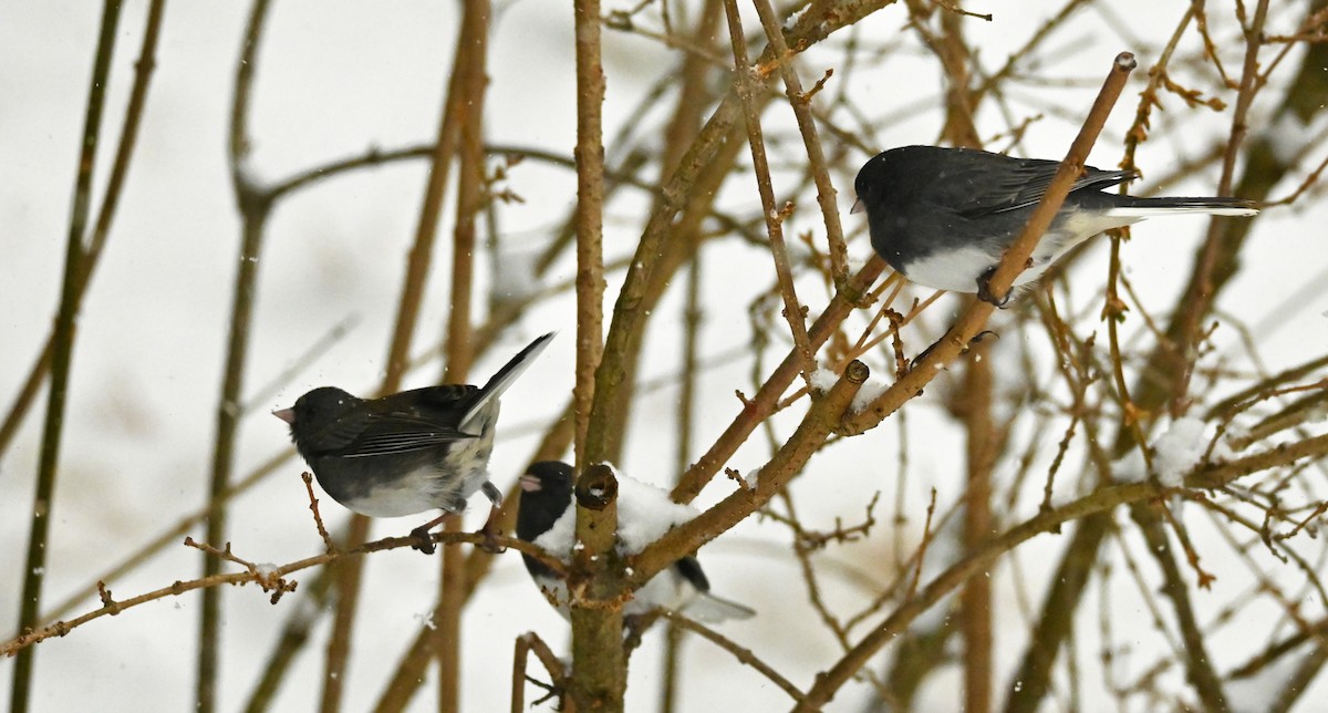 Dark-eyed Junco - ML646256926