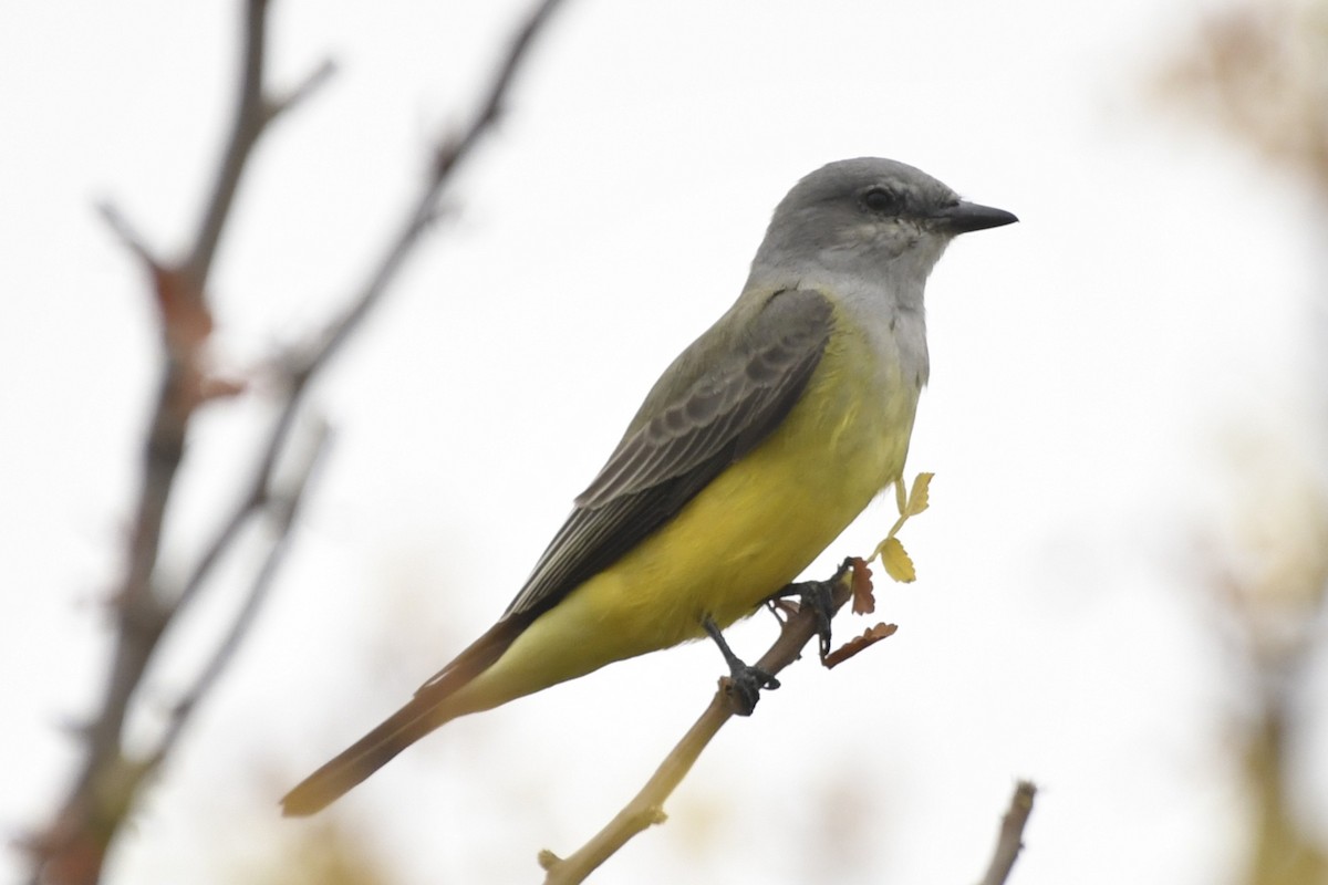 Tirano Occidental - ML646256927