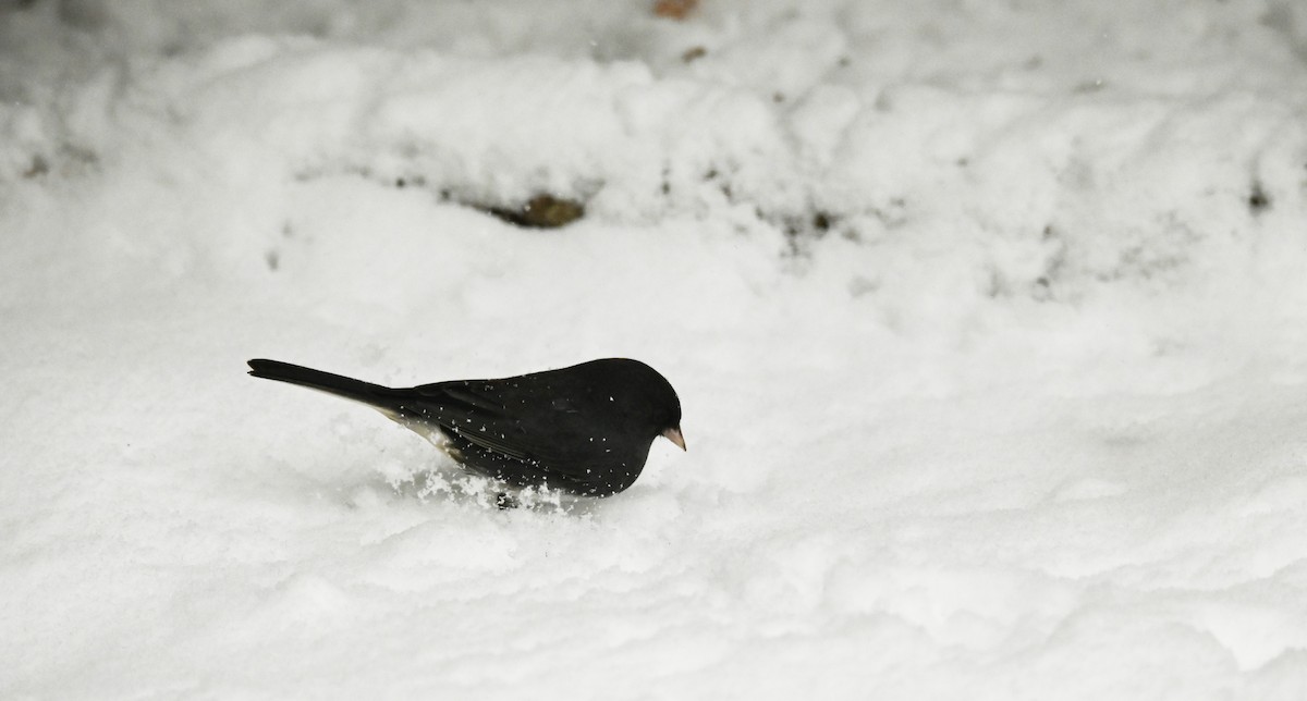 Dark-eyed Junco - ML646256928
