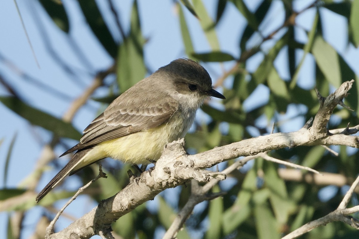 Vermilion Flycatcher - ML646256938