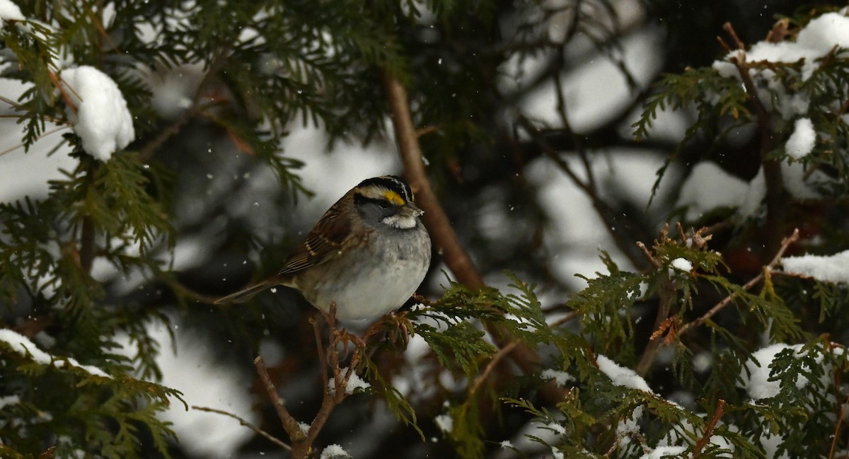 White-throated Sparrow - ML646256940