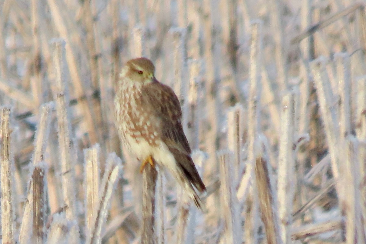 dřemlík tundrový - ML646256945