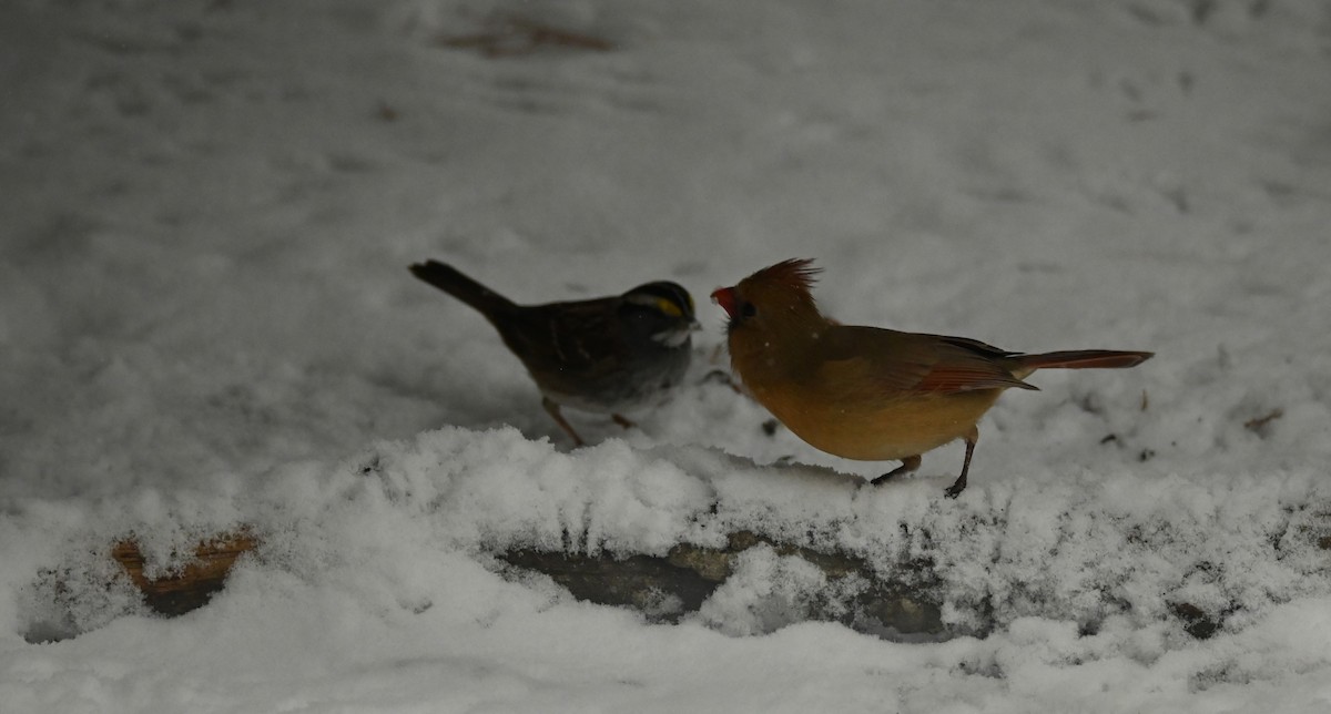 Northern Cardinal - ML646256955
