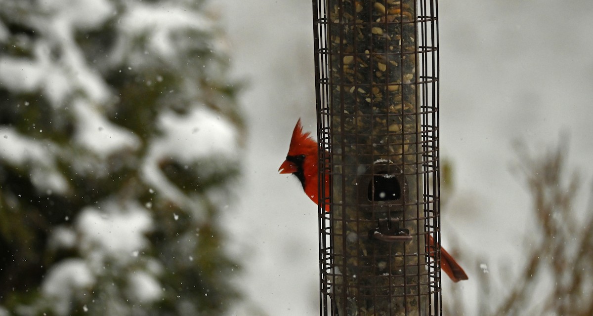 Northern Cardinal - ML646256957