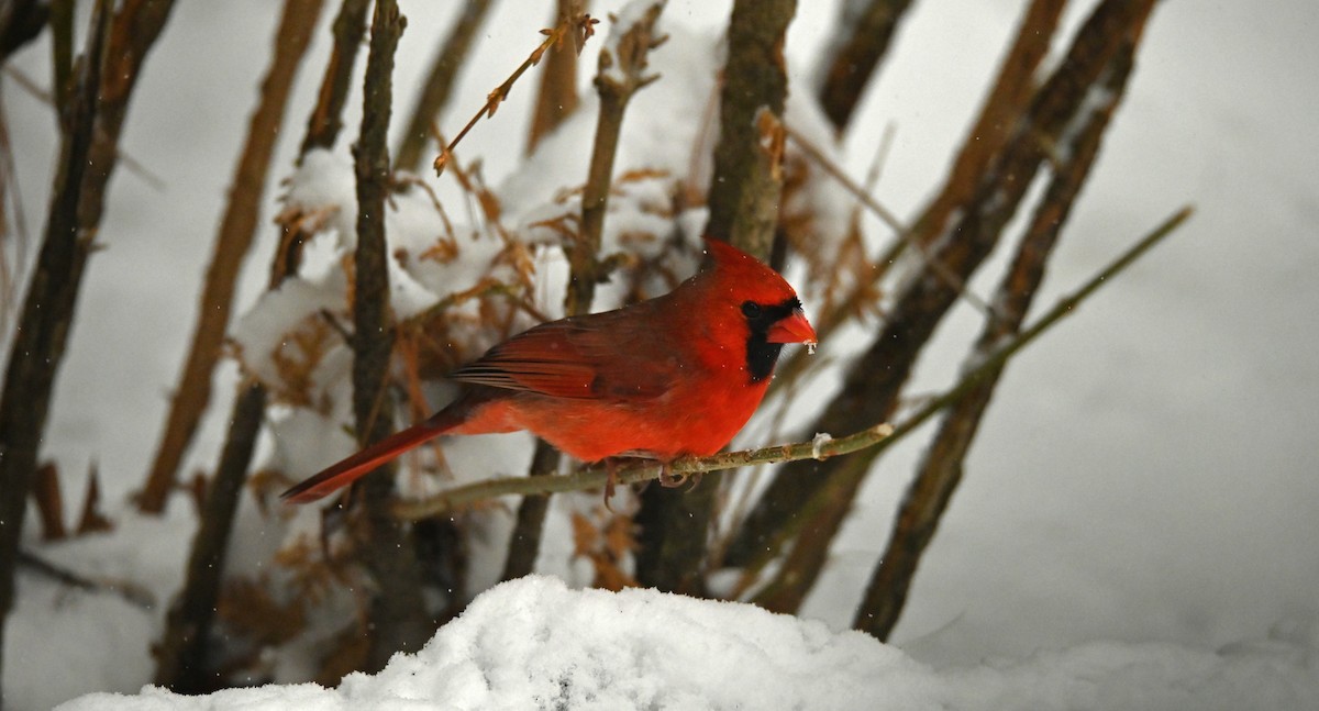 Northern Cardinal - ML646256958