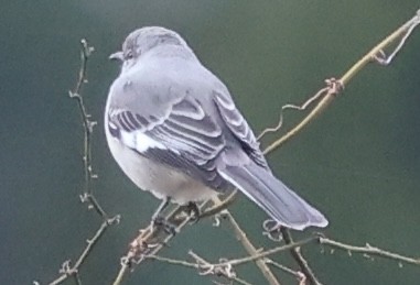 Northern Mockingbird - ML646256960