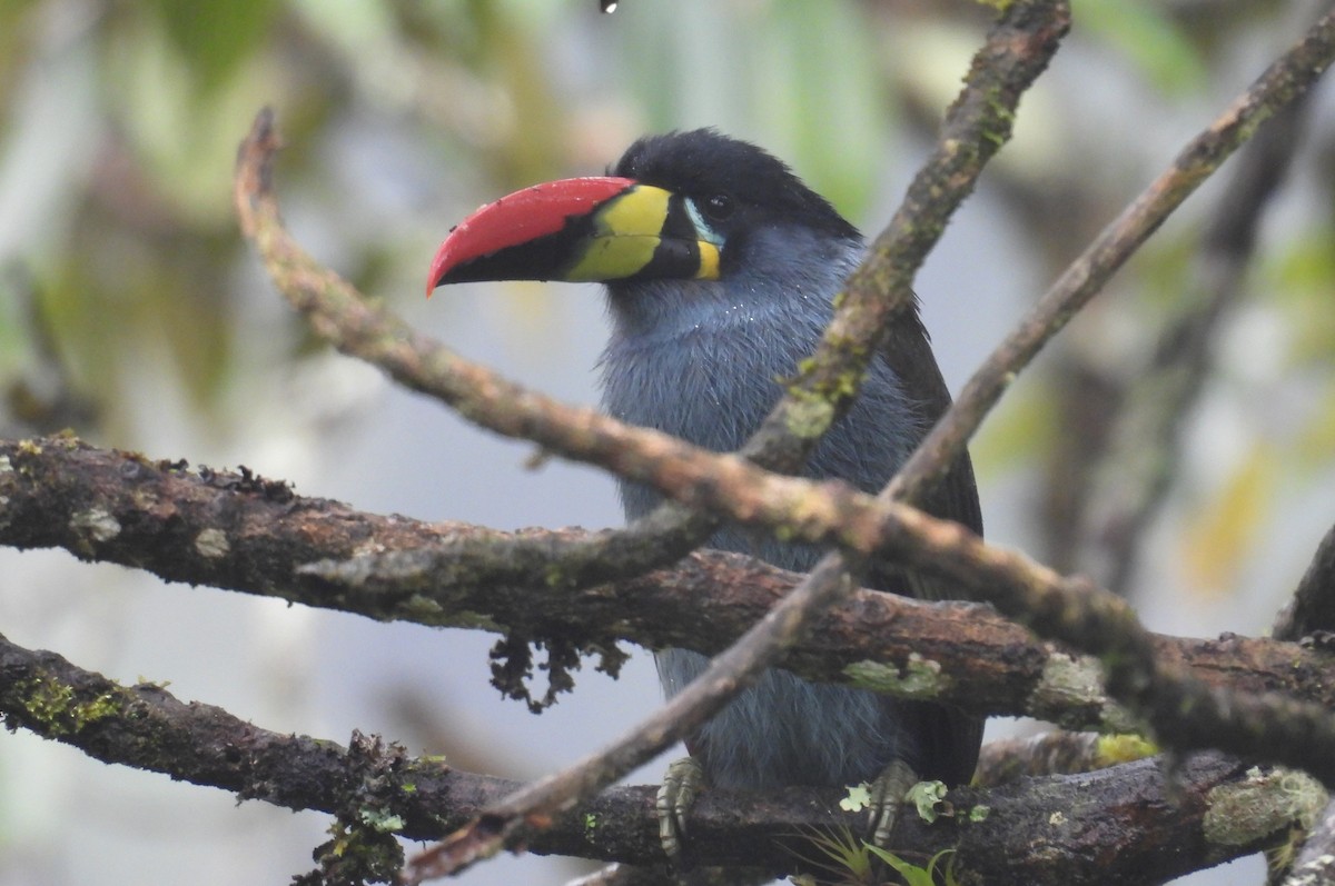 Tucán Pechigrís - ML646256963