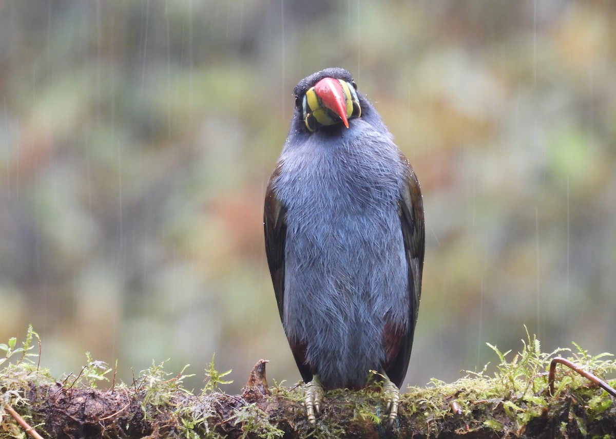 Tucán Pechigrís - ML646256965