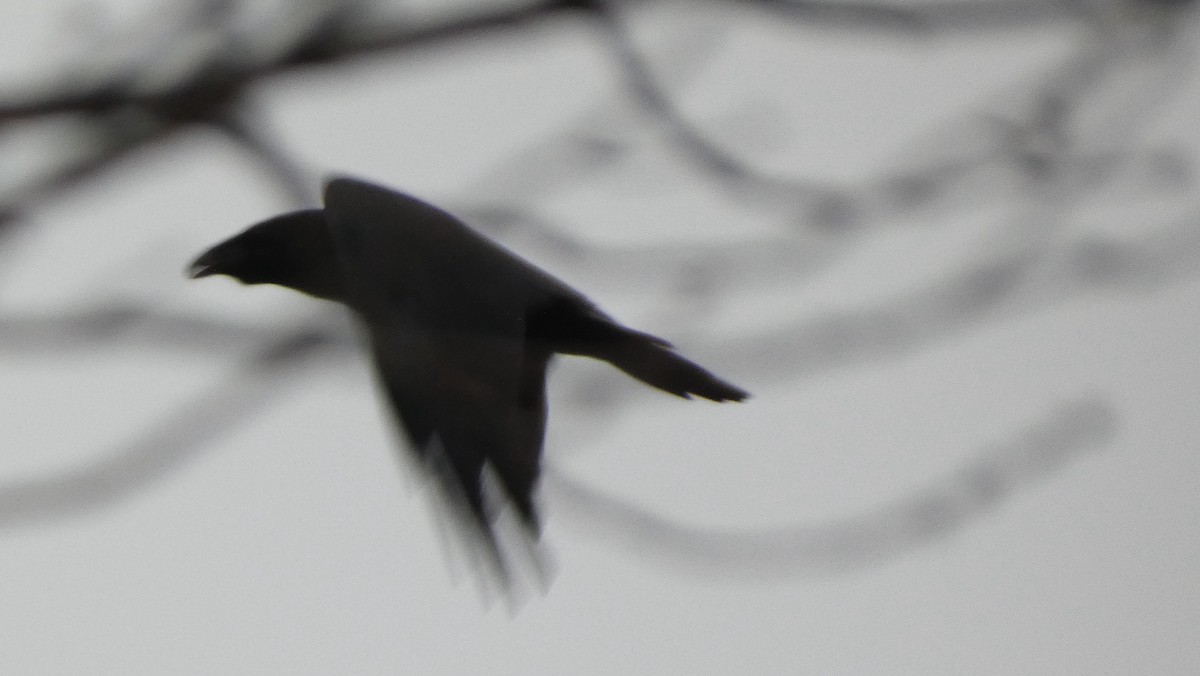 Common Raven - ML646256966