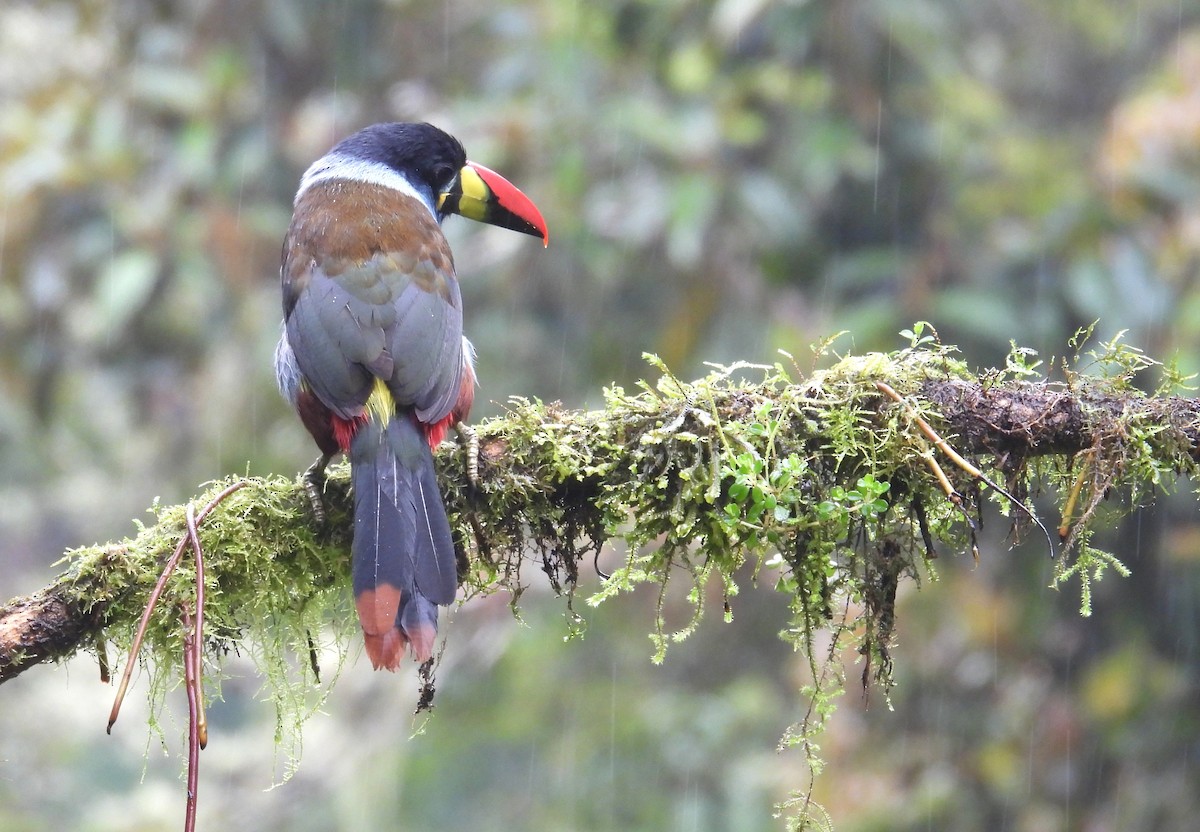 Tucán Pechigrís - ML646256972