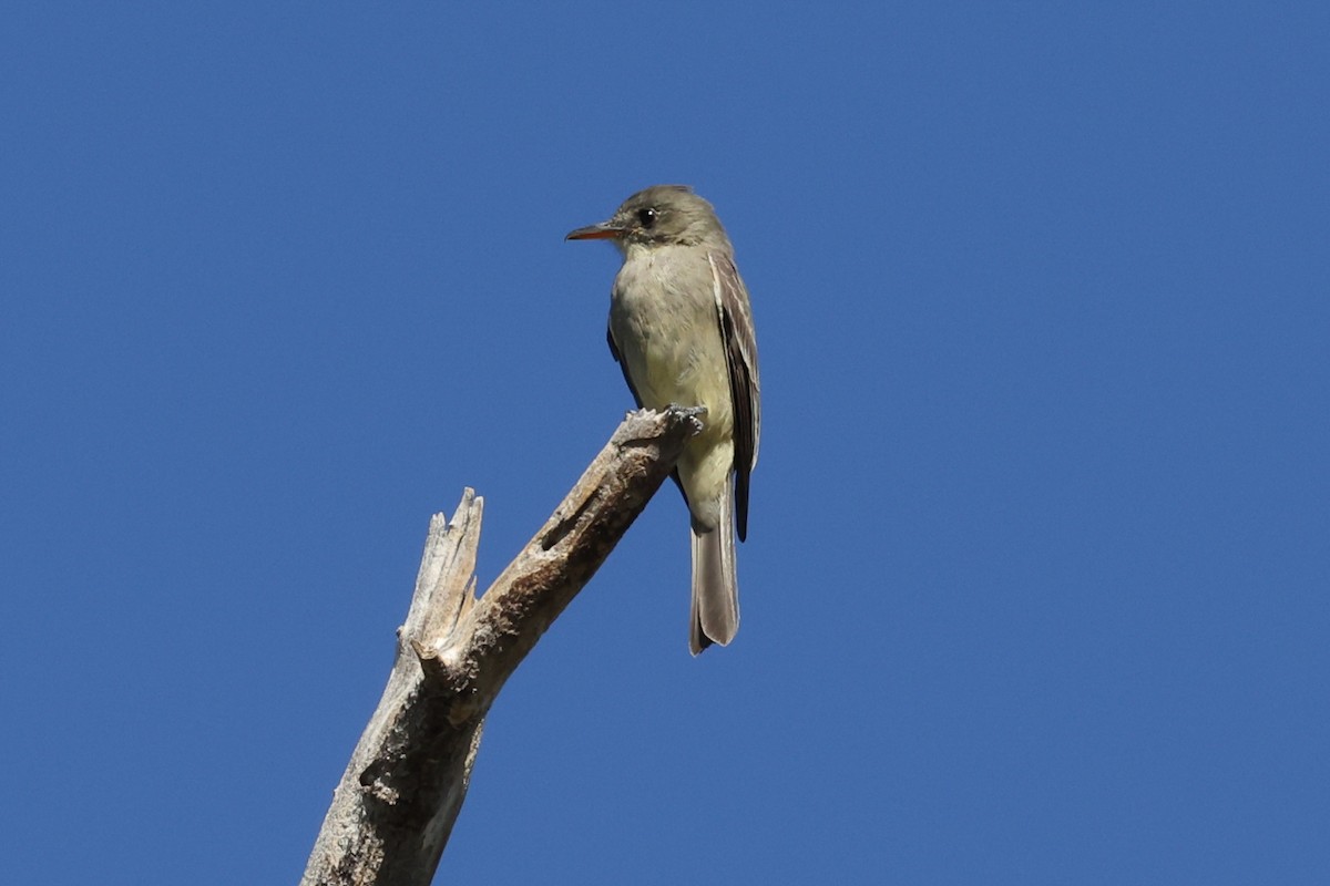 Піві великий - ML646256973