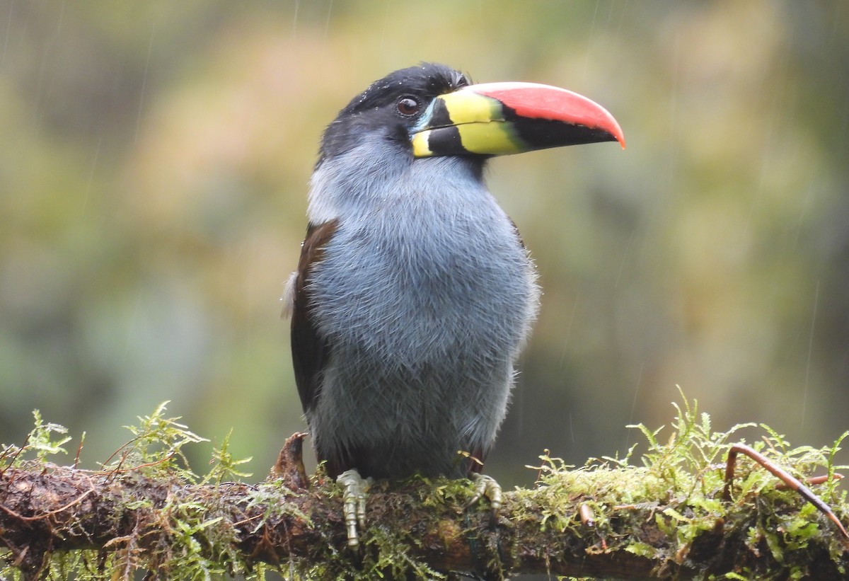 Tucán Pechigrís - ML646256978