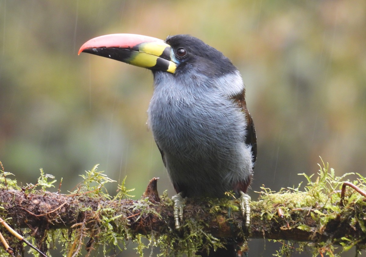 Tucán Pechigrís - ML646256983