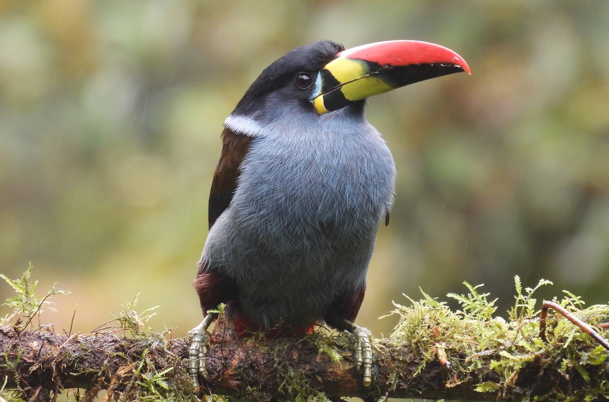 Tucán Pechigrís - ML646256984