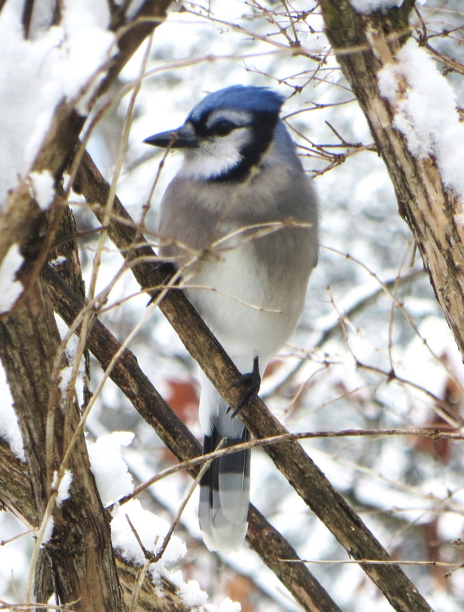 Blue Jay - ML646256990
