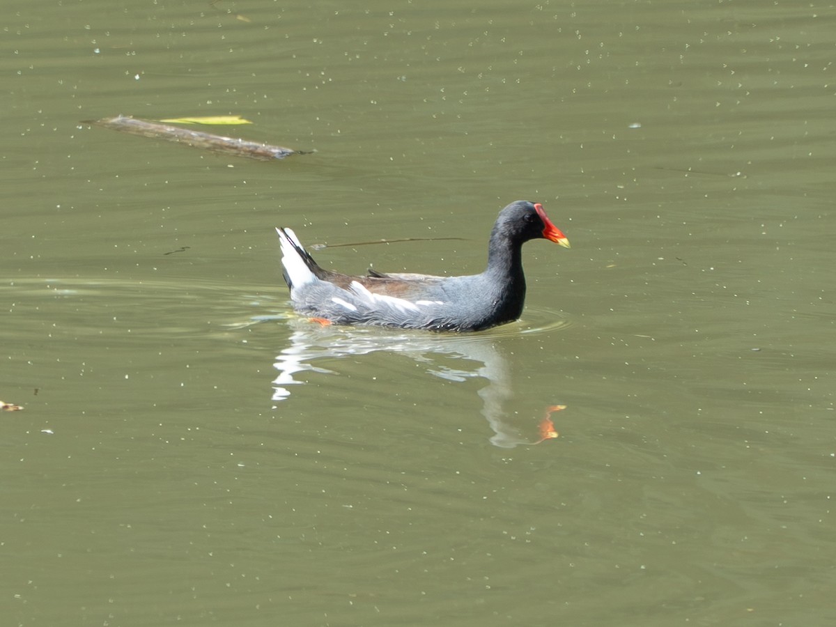 Common Gallinule - ML646256992