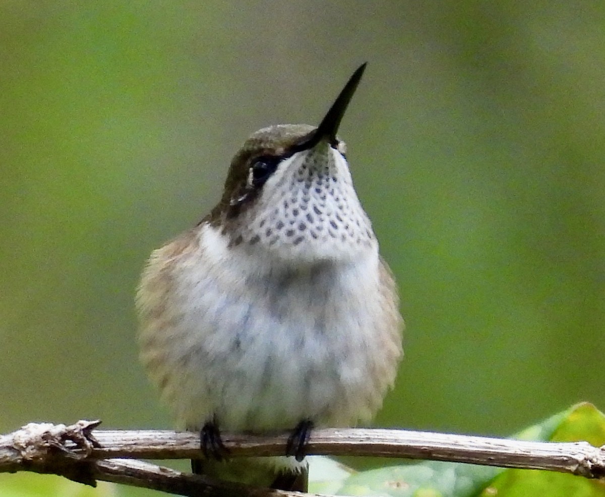 Colibri à gorge rubis - ML646256993
