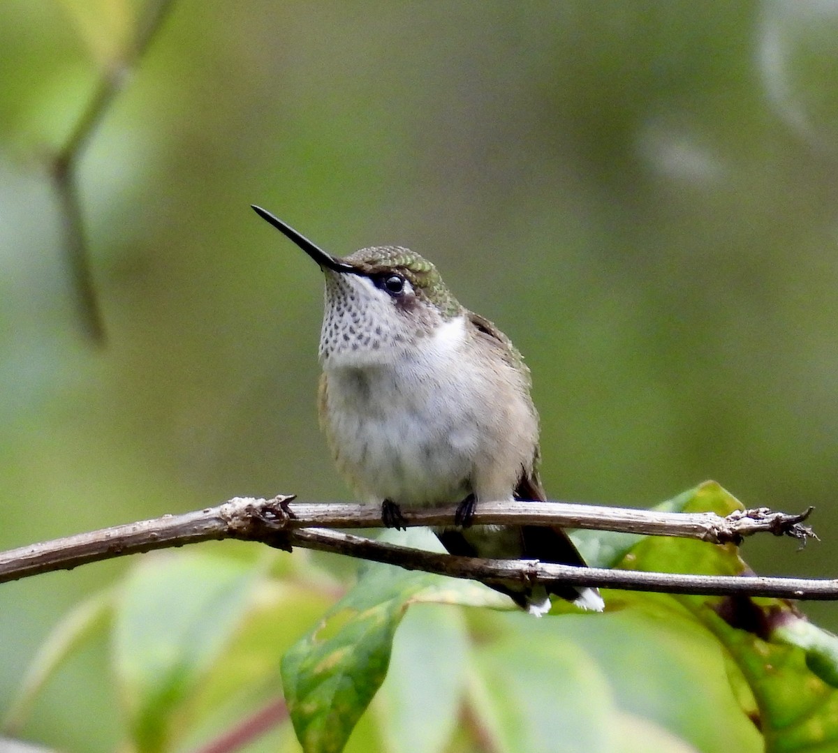 Colibri à gorge rubis - ML646256994