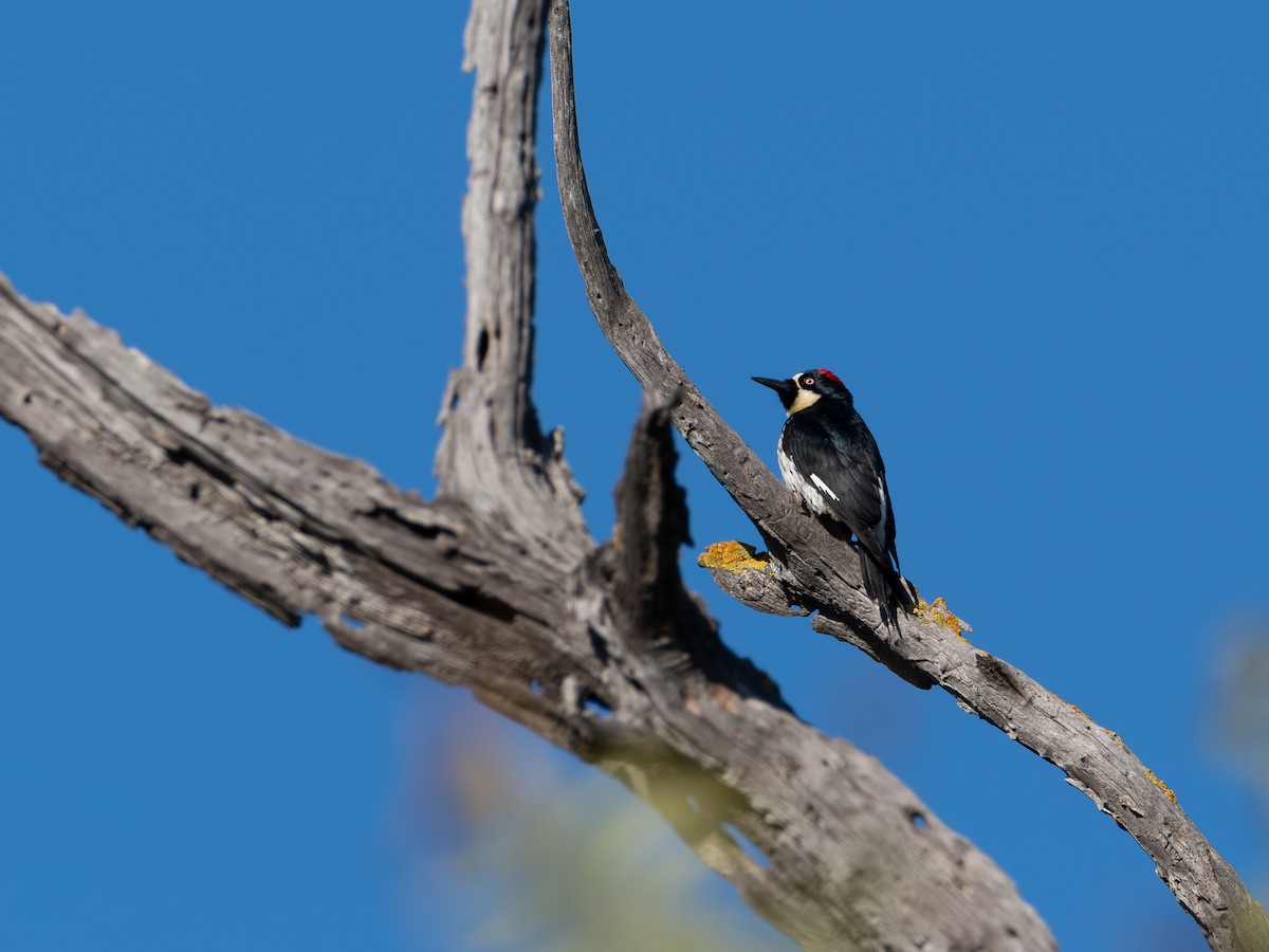 datel sběrač - ML646257005