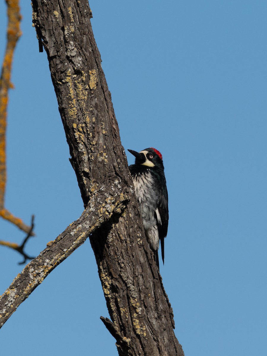 datel sběrač - ML646257006