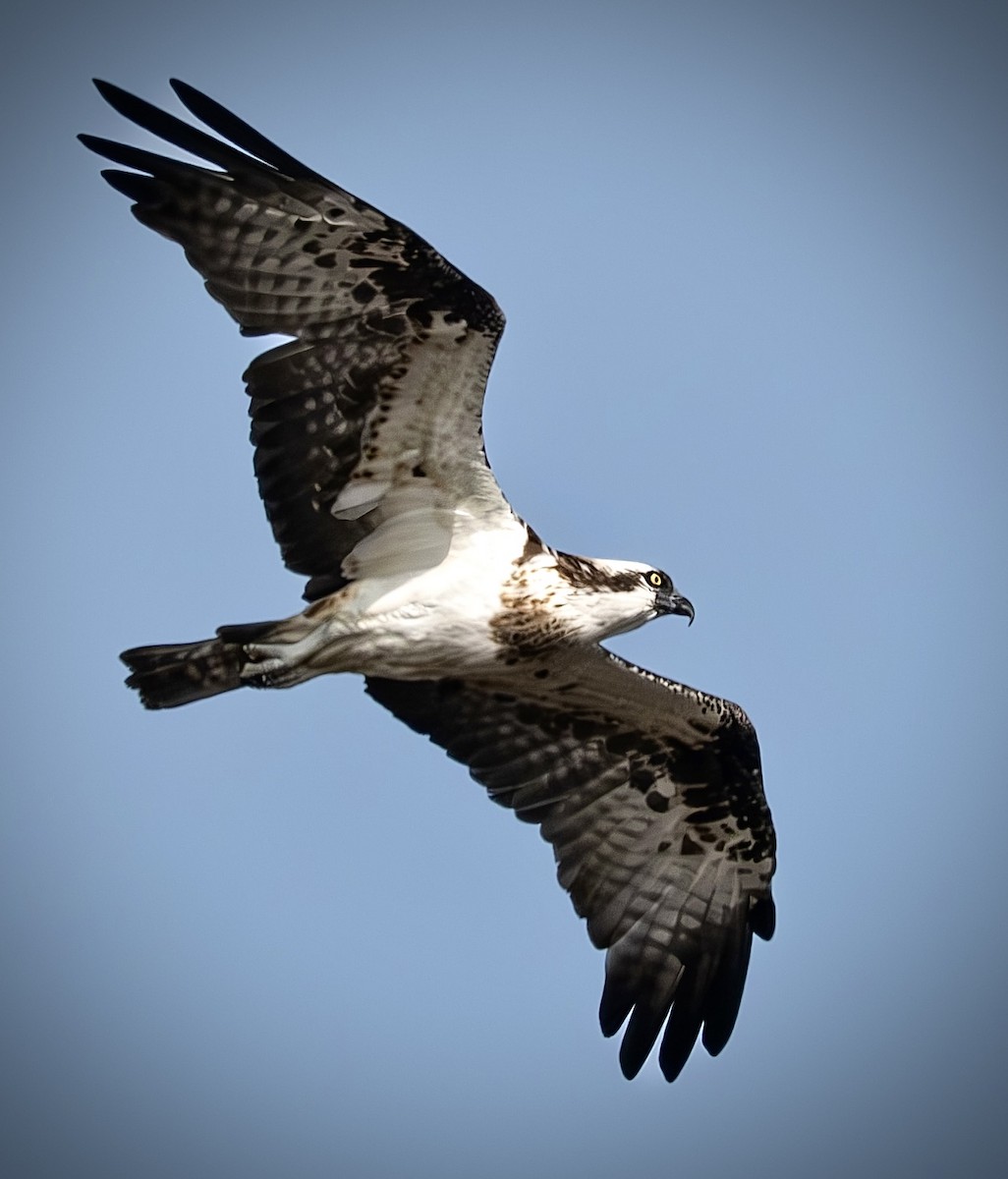 Osprey - ML646257008
