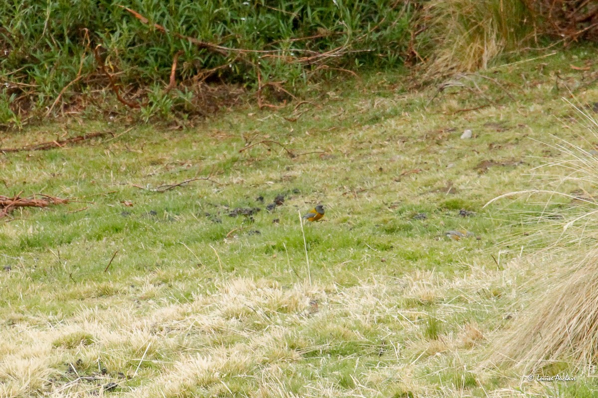 Peru And İspinozu - ML646257030