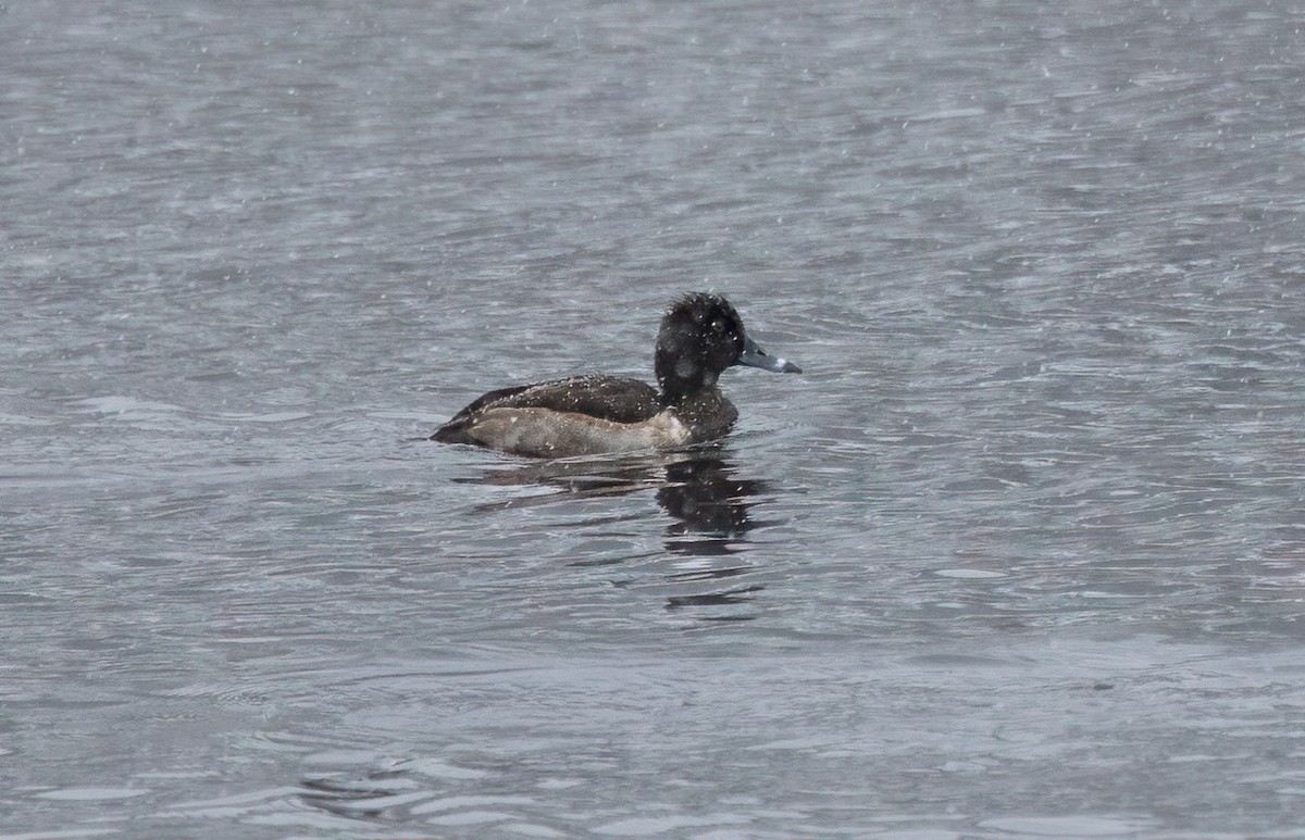 Ring-necked Duck - ML646257034