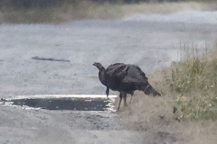Wild Turkey - ML646257035
