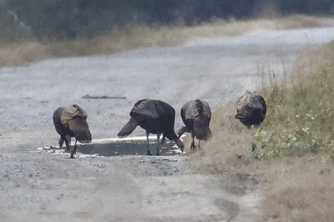 Wild Turkey - ML646257036