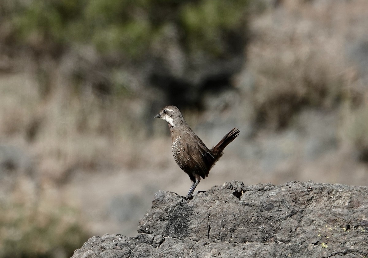 Moustached Turca - ML646257037