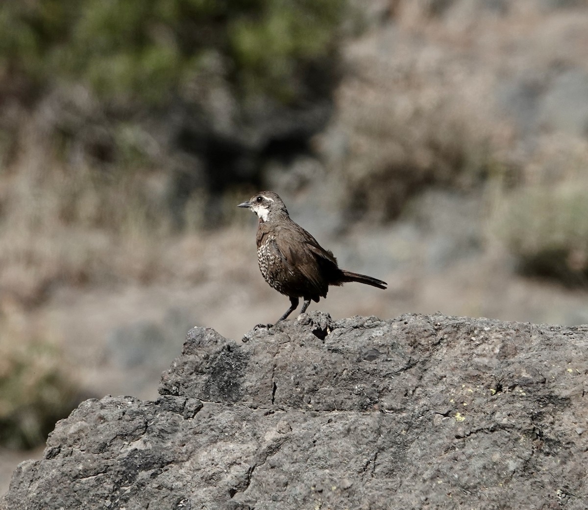 Moustached Turca - ML646257038