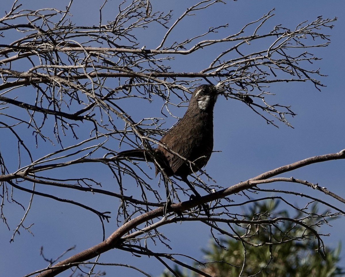 Moustached Turca - ML646257039