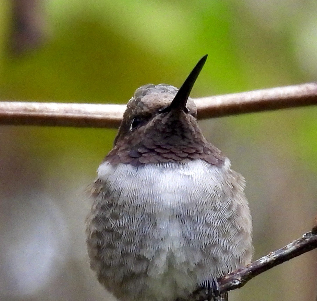 Black-chinned Hummingbird - ML646257040
