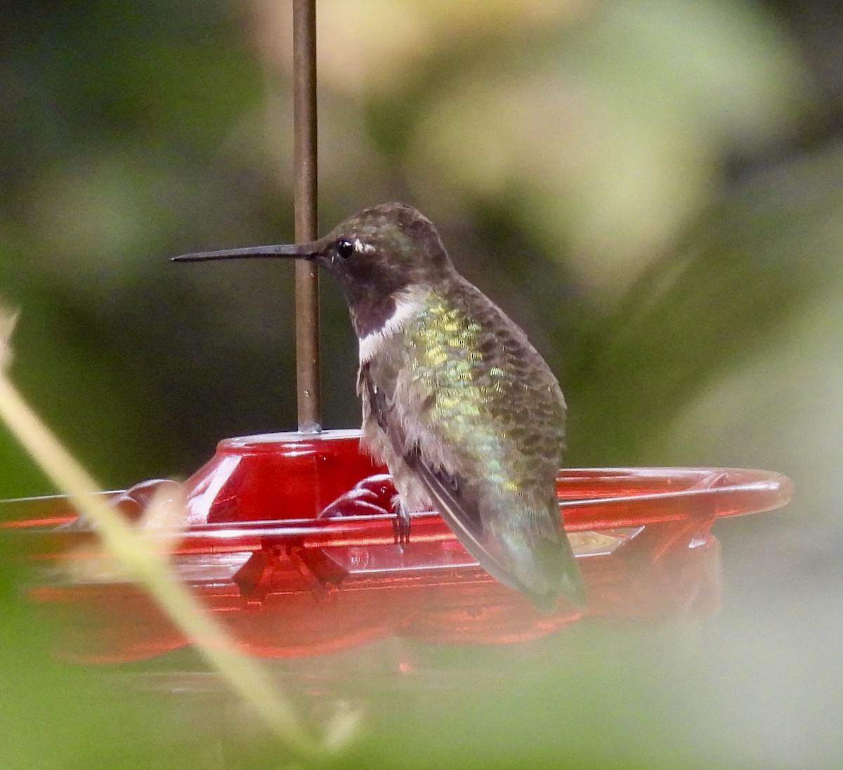 Black-chinned Hummingbird - ML646257041