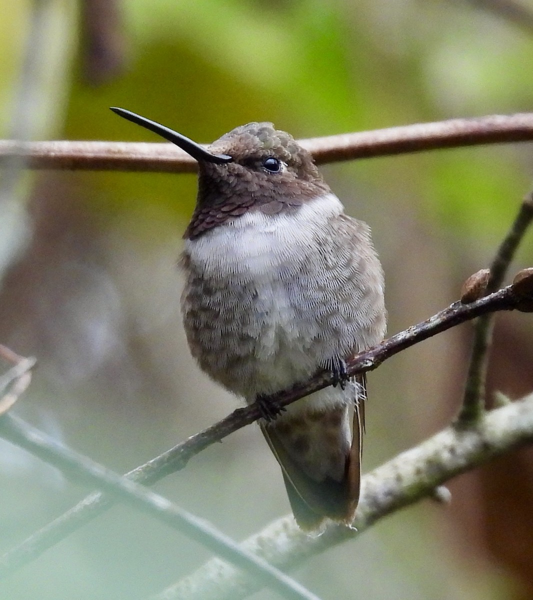 Black-chinned Hummingbird - ML646257042