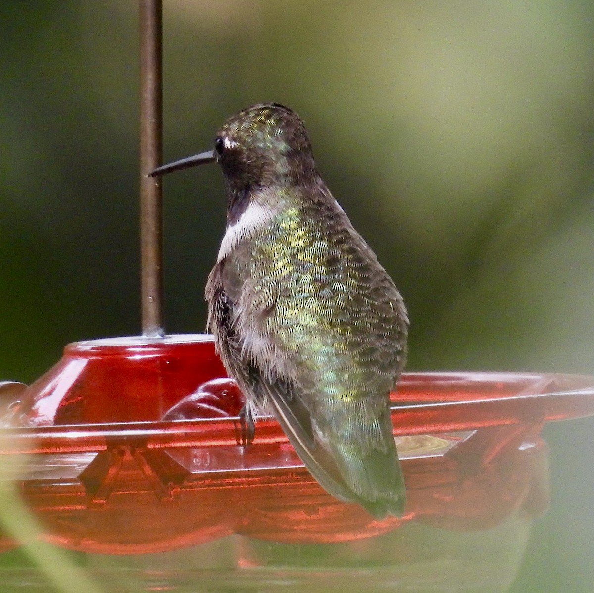 Black-chinned Hummingbird - ML646257043