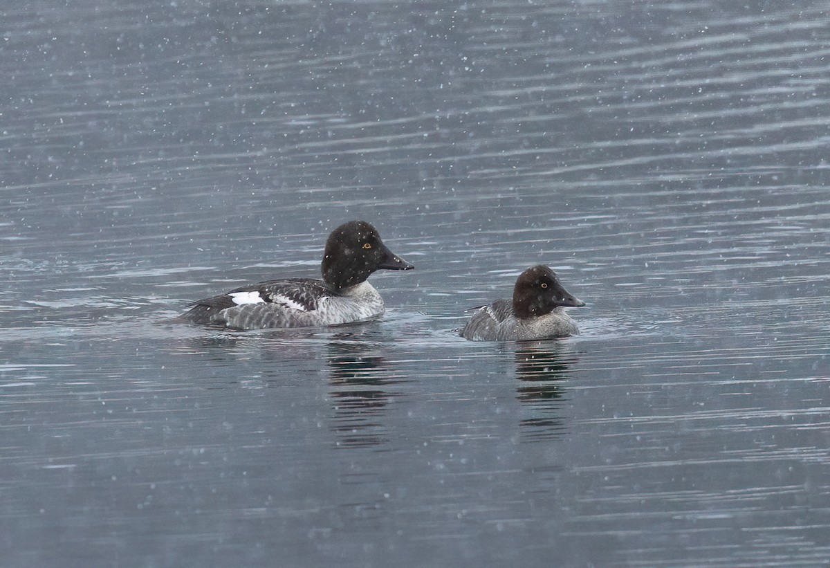 Common Goldeneye - ML646257044