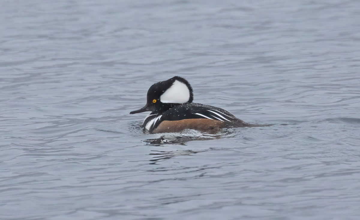 Hooded Merganser - ML646257050