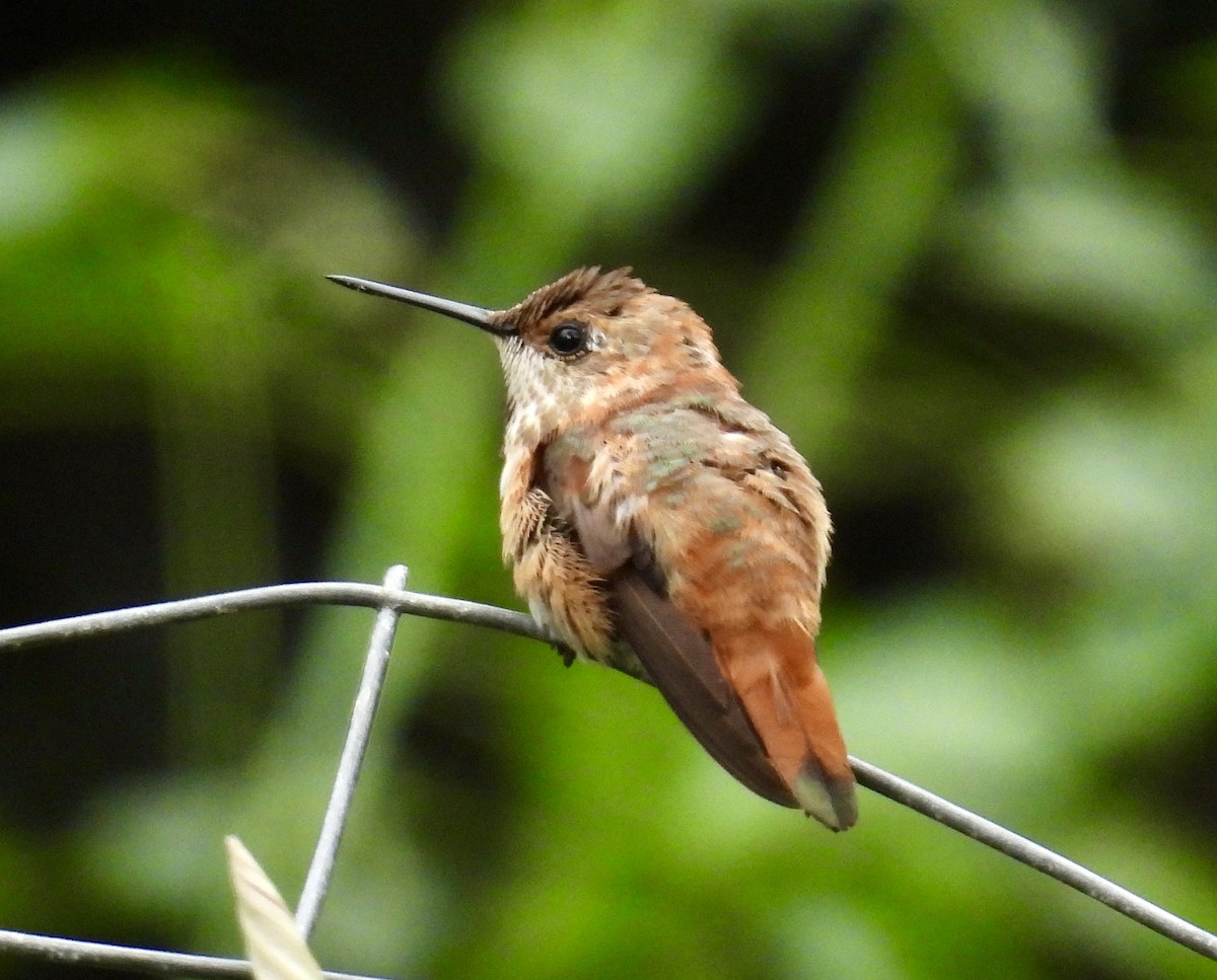 Rufous Hummingbird - ML646257061