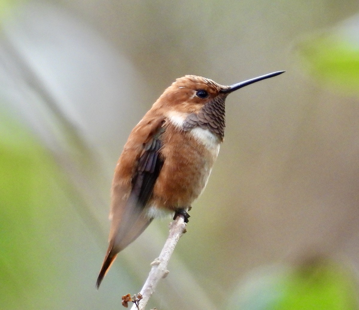 Rufous Hummingbird - ML646257063
