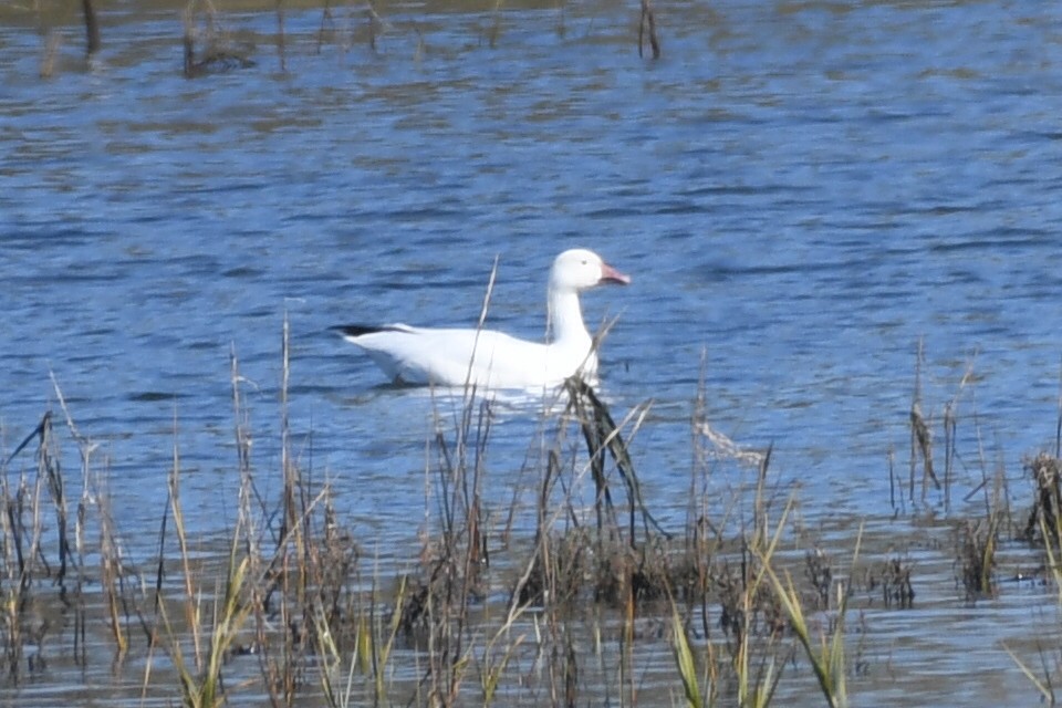 Snow Goose - ML646257066