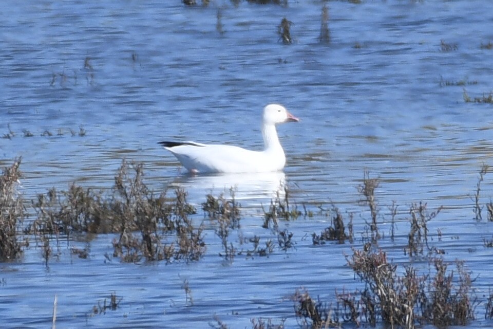Snow Goose - ML646257067