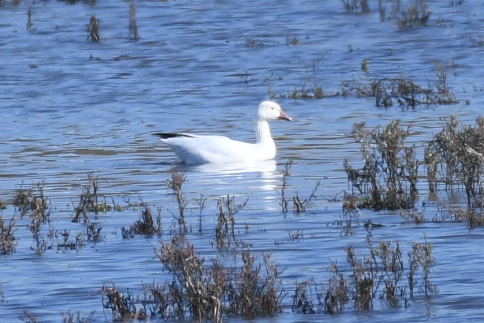 Snow Goose - ML646257068