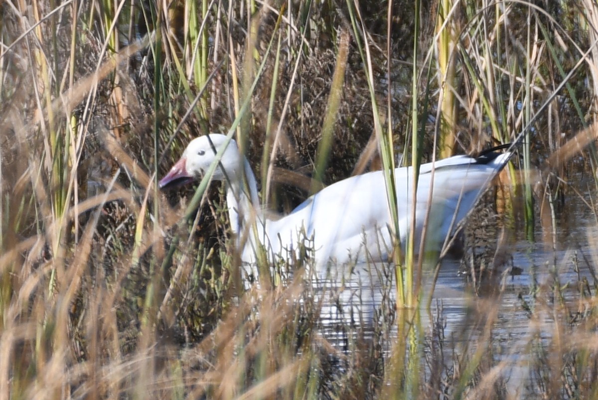 Snow Goose - ML646257069